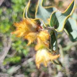 conchifolia